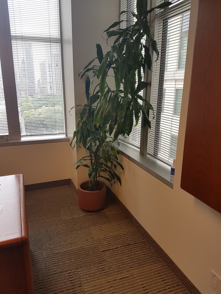 Plants (Photo Representation)