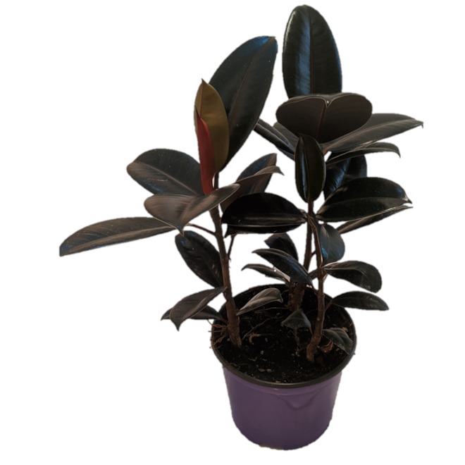 10in Ficus Elastica