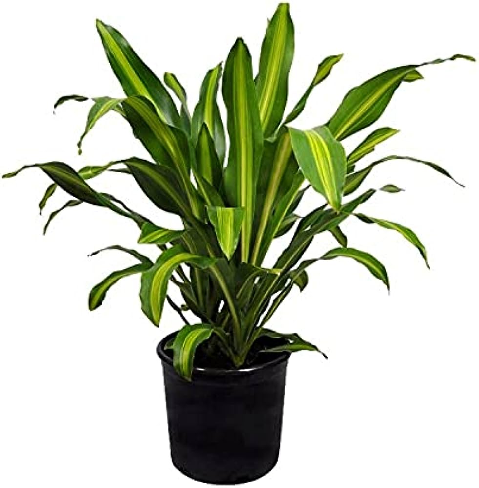 10in Dracaena Pele C/B 4'+