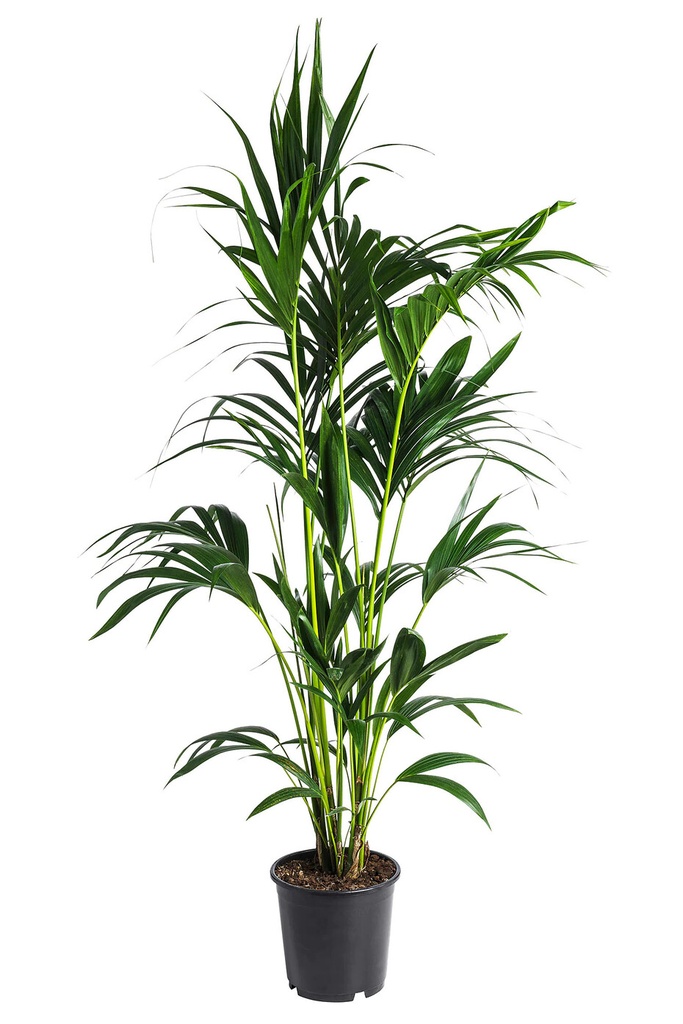 10in Kentia Palm