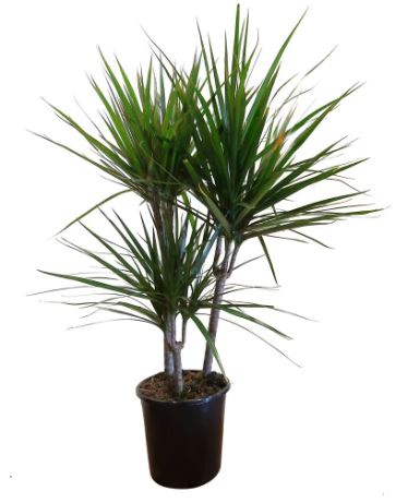 10in Dracaena marginata