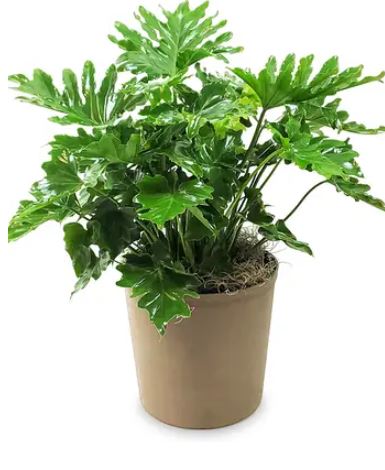 10in Philodendron selloum