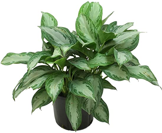10in Aglaonema ‘Silver Bay’