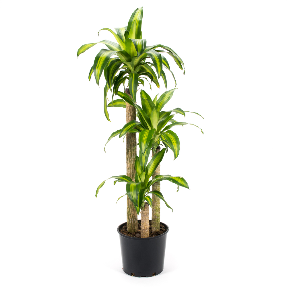 10in Dracaena Massangeana