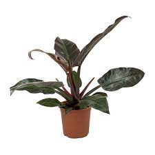 10in Philodendron Imperial Red