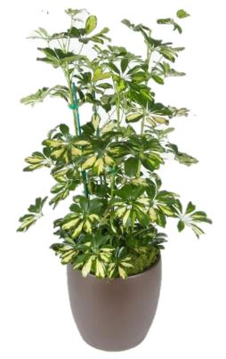 10in Schefflera arboricola variegated column