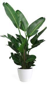14in Stretlizia Nicolai Bird Of Paradise