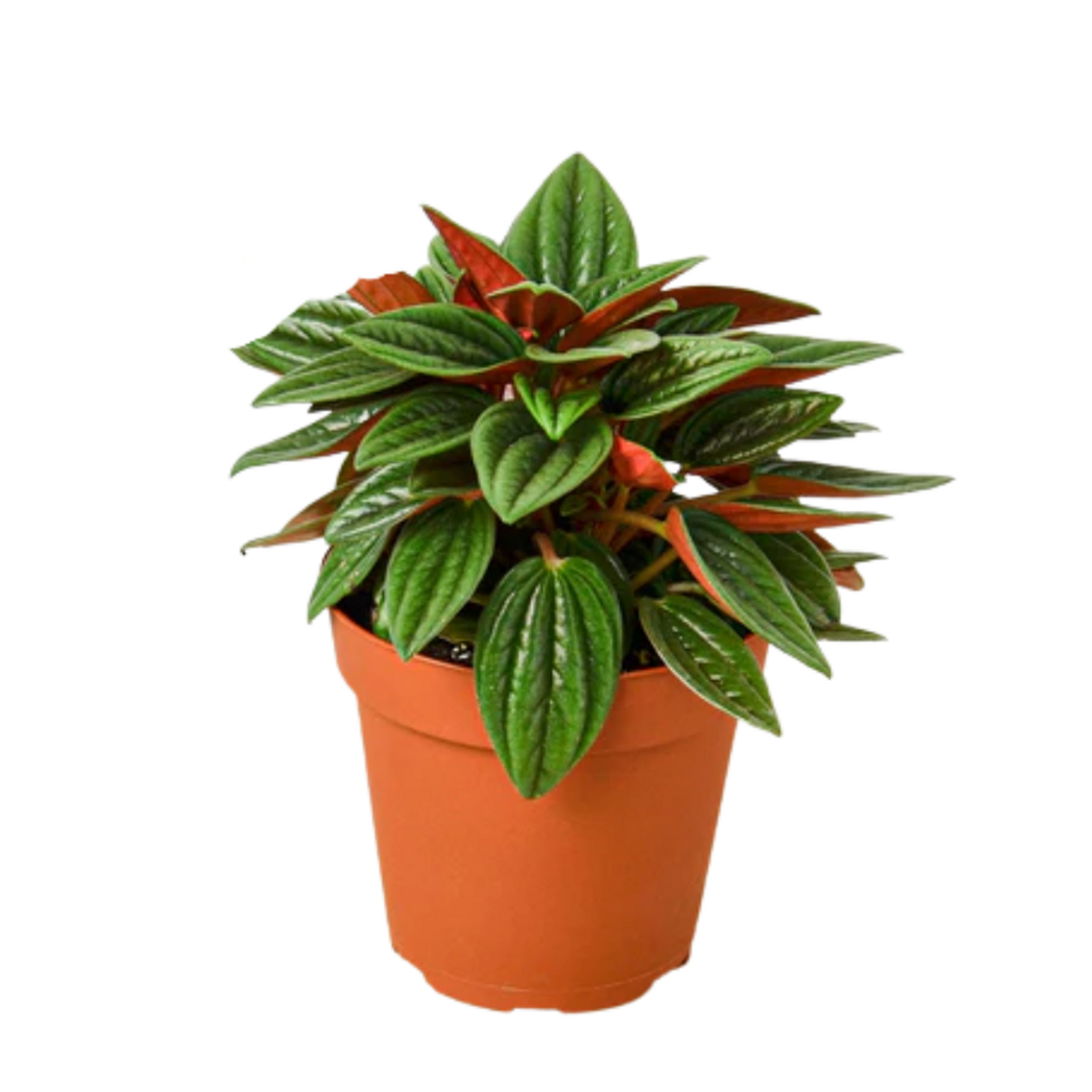 4in Peperomia rosso