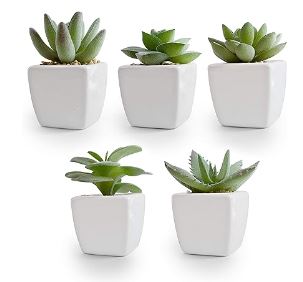 4in Succulents Assorted