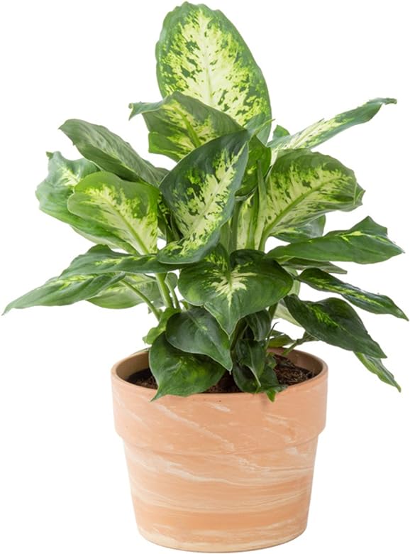 6in Dieffenbachia Assorted