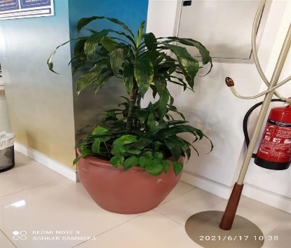 Plant 