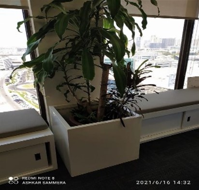 Large White Plant Pot &amp; Plant