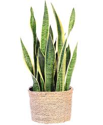 Plants
