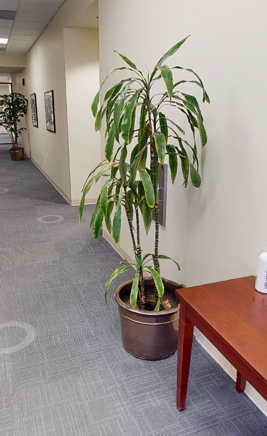plant 2