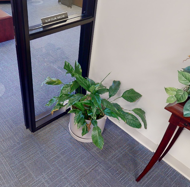 plant 5