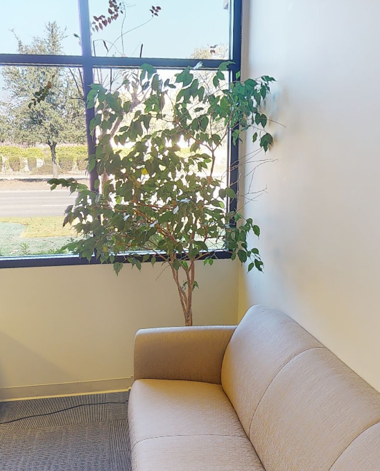 plant 8