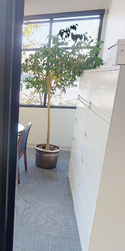 plant 9