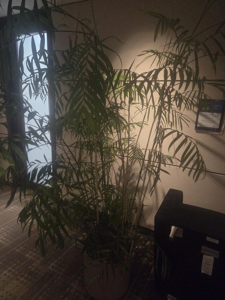 Plants 