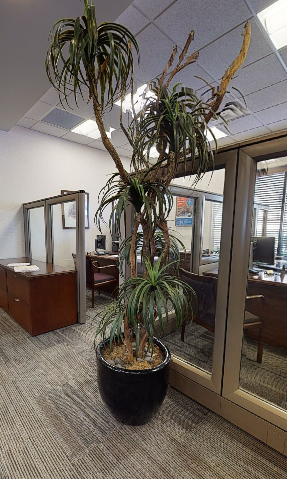 Plants