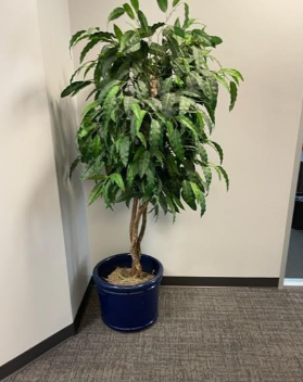 Plant