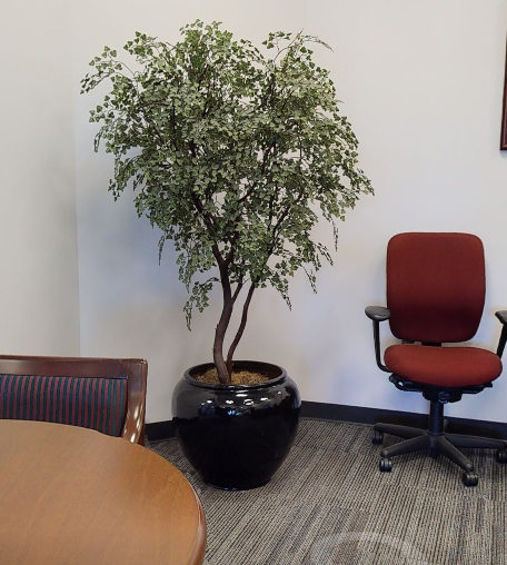 Plant
