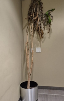 Plant