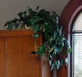 Plants - 2