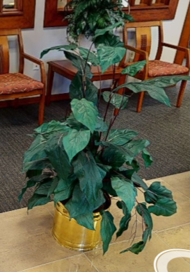 Plants - 3