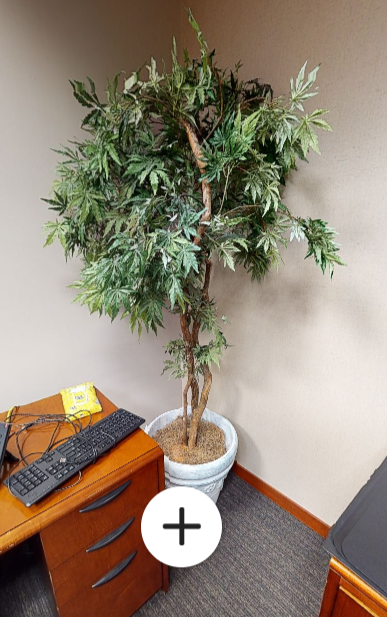 Plants - 4