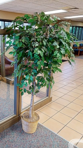 plants