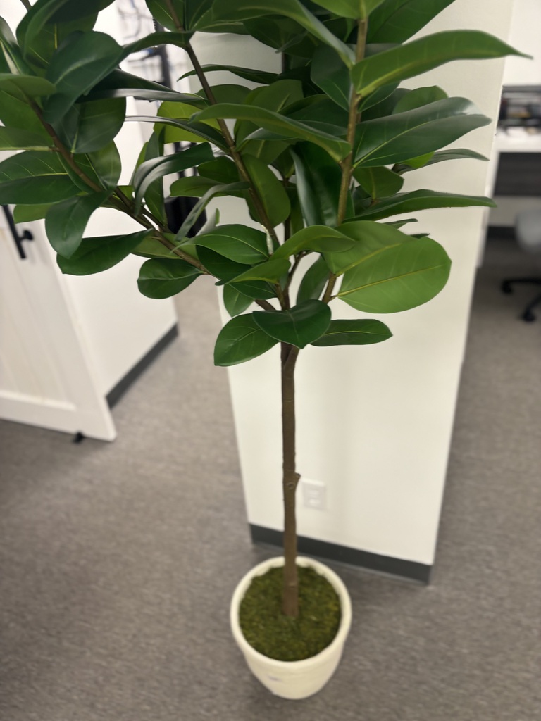 Plant