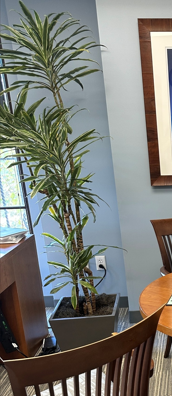 Plant 