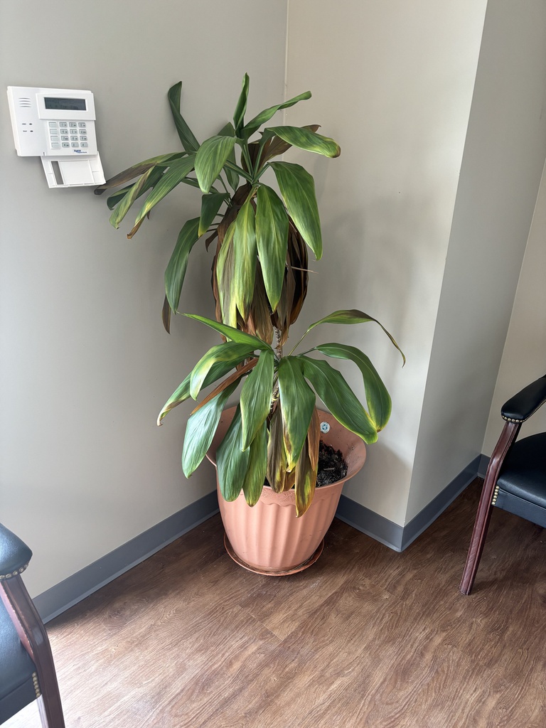 Live Plants