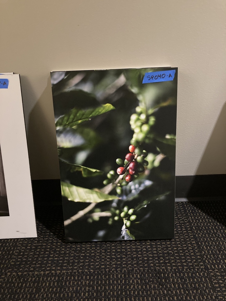 Coffee Bean Plant Art