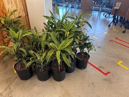 [#J5-24] Small Plants