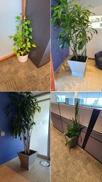[#I5-6] Plants