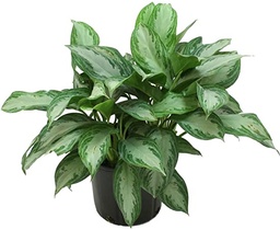 [#J5-1] 10in Aglaonema Silver Bay