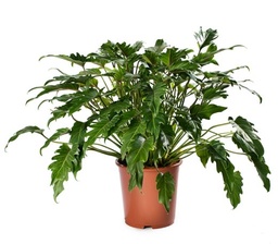 [#J5-9] 12in Philodendron Xanadu