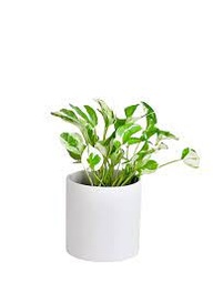 [#J5-10] 12in Pothos Jade