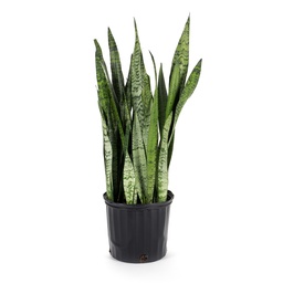 [#J5-11] 14in Sansevieria Assorted