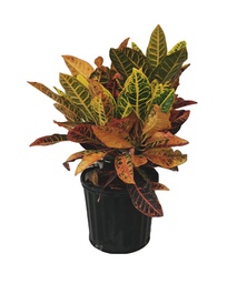 [#J5-3] 10in Croton Assorted