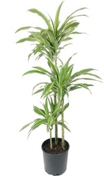 [#J5-9] 10in Dracaena Warneckii C/B 5'+
