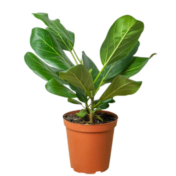 [#J5-10] 10in Ficus Audrey