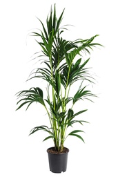 [#J5-11] 10in Kentia Palm