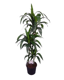 [#J5-4] 10in Dracaena Lisa