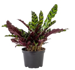 [#J5-23] 6in Calathea lancifolia