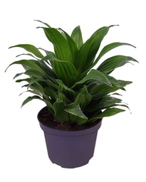 [#J5-27] 6in Dracaena JC Compacta