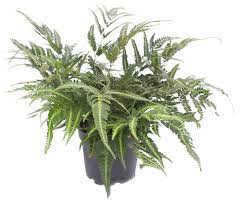 [#J5-28] 6in Ferns East India Holly