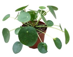 [#J5-30] 6in Pilea Pepermioides