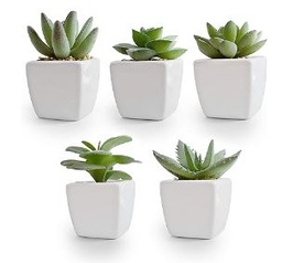 [#J5-32] 6in Succulents Assorted